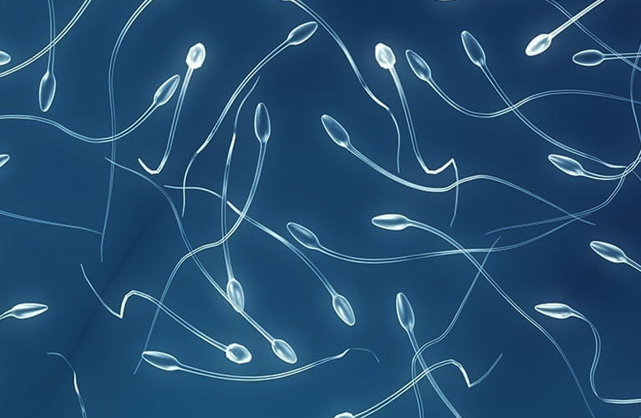 Test de fertilidad masculina Test de fertilidad masculina - Instituto Bernabeu Biotech